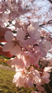 IMG_hurhe9.jpg